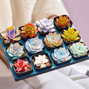 Indoor potted fleshy plants tabletop flowers small fleshy novice lazy good to feed the four seasons plants fleshy green plants