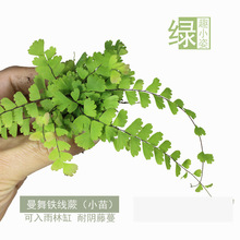 苔藓微景观生态瓶DIY 材料耐阴湿蕨类观叶水陆雨林缸造景绿植植物