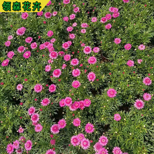 �������ػ��������ļ��_��ľ����С������ͥԺ�̨�������ػ���