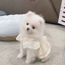 狗衣服宠物狗狗猫咪春秋款浅燕麦色雪纺蕾丝裙马尔济斯小型犬装厂