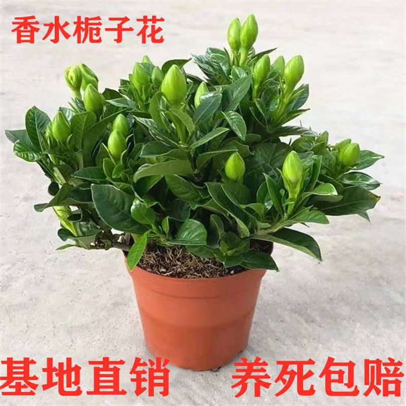Large-Leaf Perfume Gardenia Potted Indoor Plant with Buds That Blooms in All Seasons, Easy to Maintain in the Living Room, Hydroponic Fragrant Florals