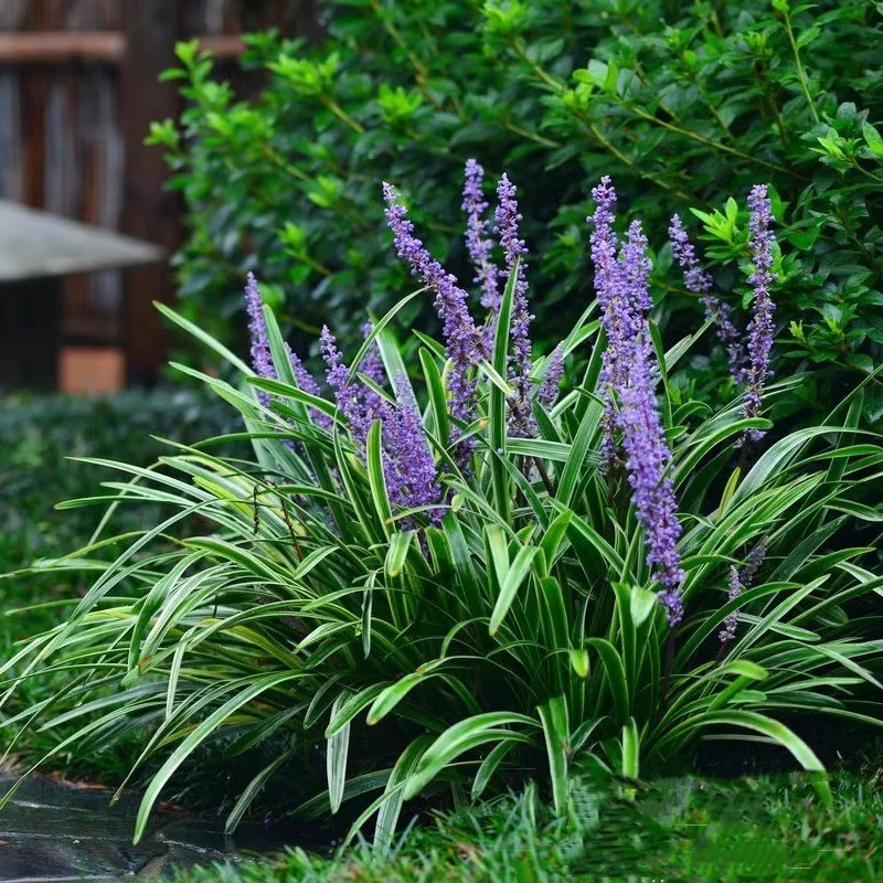 Дропшиппинг золотистого оphiopogon japonicus, широколистных рассады yulongcao, озеленения двора, вечнозеленых, морозостойких и теневыносливых цветочных растений для всех сезонов.