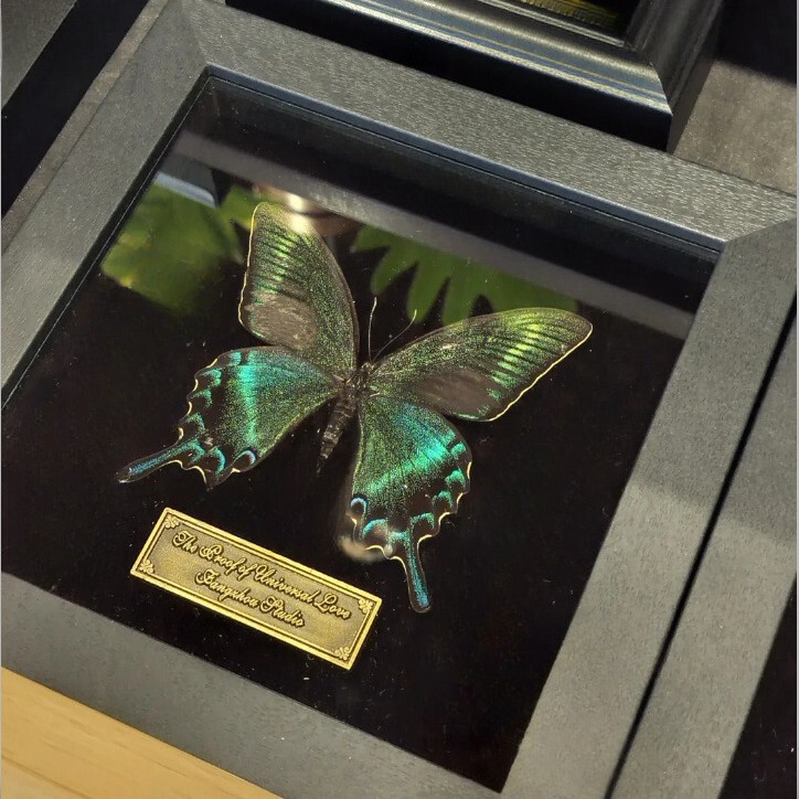 Black Three-Dimensional Hollow Photo Frame Butterfly Insect Specimen Display Box DIY Handmade Framing Picture Frame Stand Ready Stock Black Three-Dimensional Hollow Photo Frame Butterfly Insect Specimen Display Box DIY Handmade Framing Picture Frame Stand Ready Stock