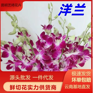 洋兰鲜花云南鲜花直批婚礼布置花束搭配花材插花团购货源一件代发