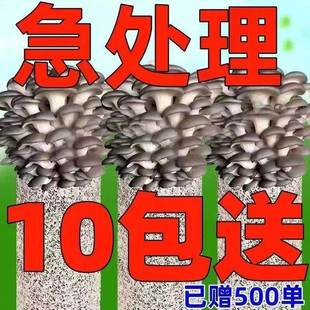 ��ᘹ��Nֲ�����y���Nֲ����ĥ�þ��N���U���Nֲ��ľ����ͥ�Nֲ��