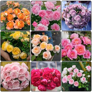 ���l�ٱ��¼����������¼����T������ɳ��ʯ���Զ໨�Nޱ�����_��