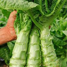 优普【现货新鲜莴笋】四川莴苣农家自种时令蔬菜现摘现发凤尾苣菜
