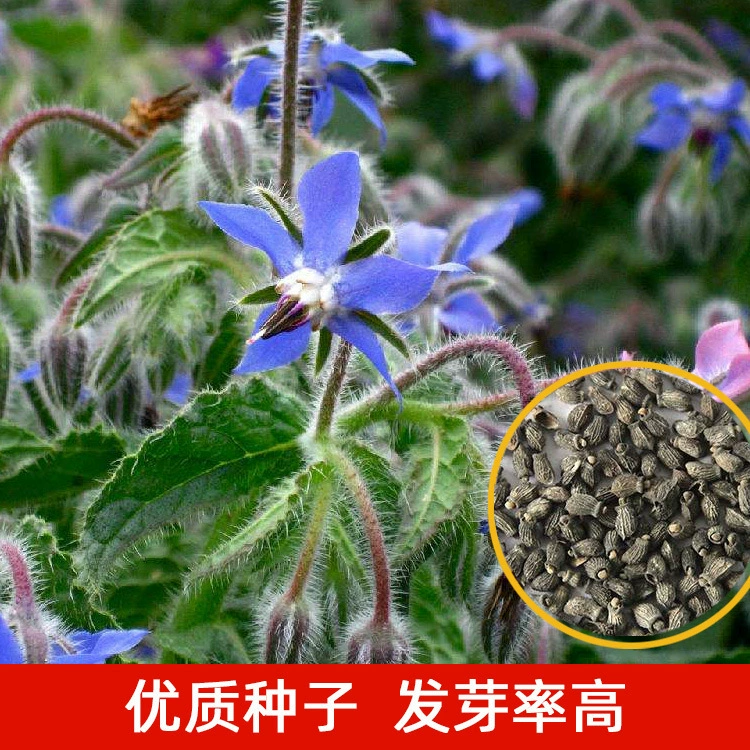 Семена борагона легко выращивать в любое время года, ароматические растения, домашнее садоводство, семена цветов в горшках на балконе, весеннее посевное семя цветов.