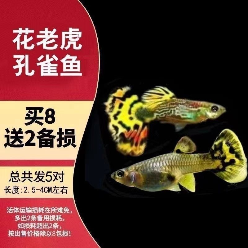 [5 pairs of top quality tiger pregnant mothers] 10 items in total