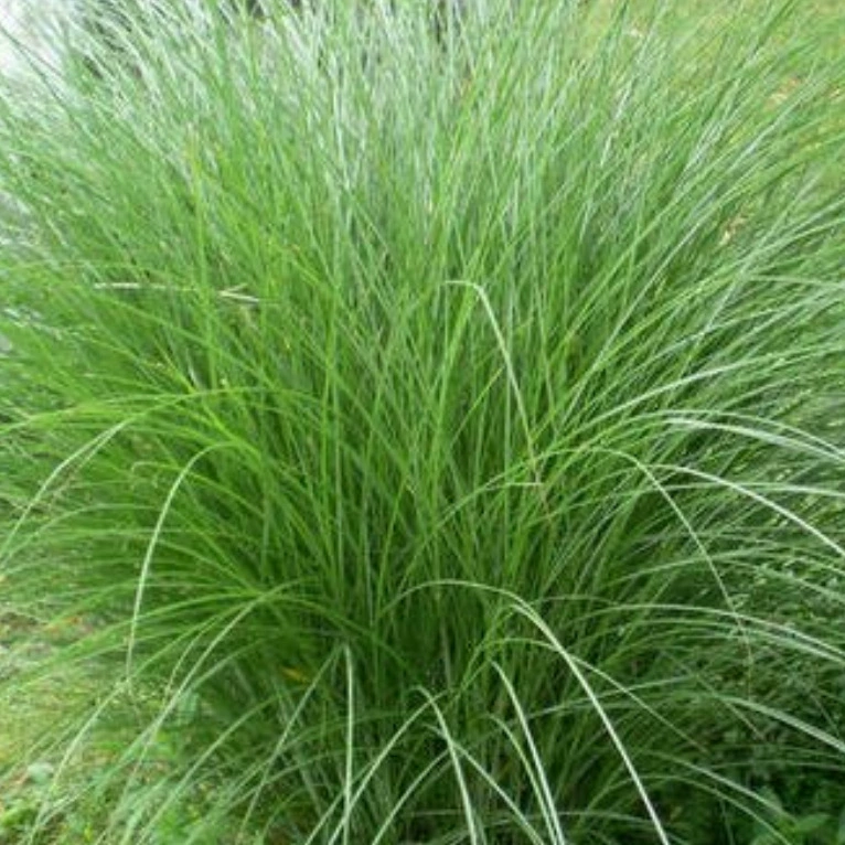 Водные растения тонколистные Awn сорт Miscanthus пестрые листья манго Псалом Рид Рог Рид