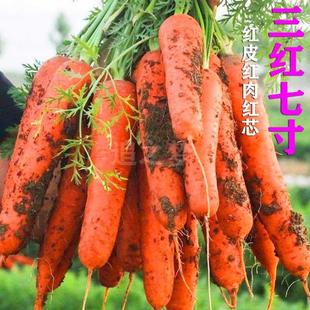 Sanhong 7inch Ginseng Carrot Seeds Can Be Eaten Raw or Cooked, Potted Fruit and Vegetable Seeds in Spring & Fall Seasons
