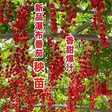 ���ٲ����ѡ�ǧ��С���������t�����簫���}Ů���̨ͥԺ�ļ�����