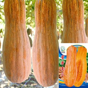 �۱��ϹϷN���Ѱ������L���h�����ձ��ļ�һ��⏾G�tؐؐ�������
