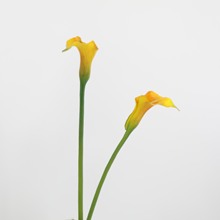 花批发小海芋马蹄莲艺术插花配花室内装饰花摄影道具假花白色