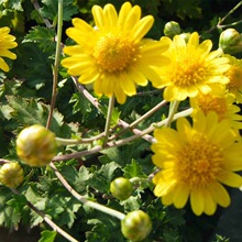 野菊花种子 药用泡茶菊花种子野黄菊花山坡路边野生山菊花多年生