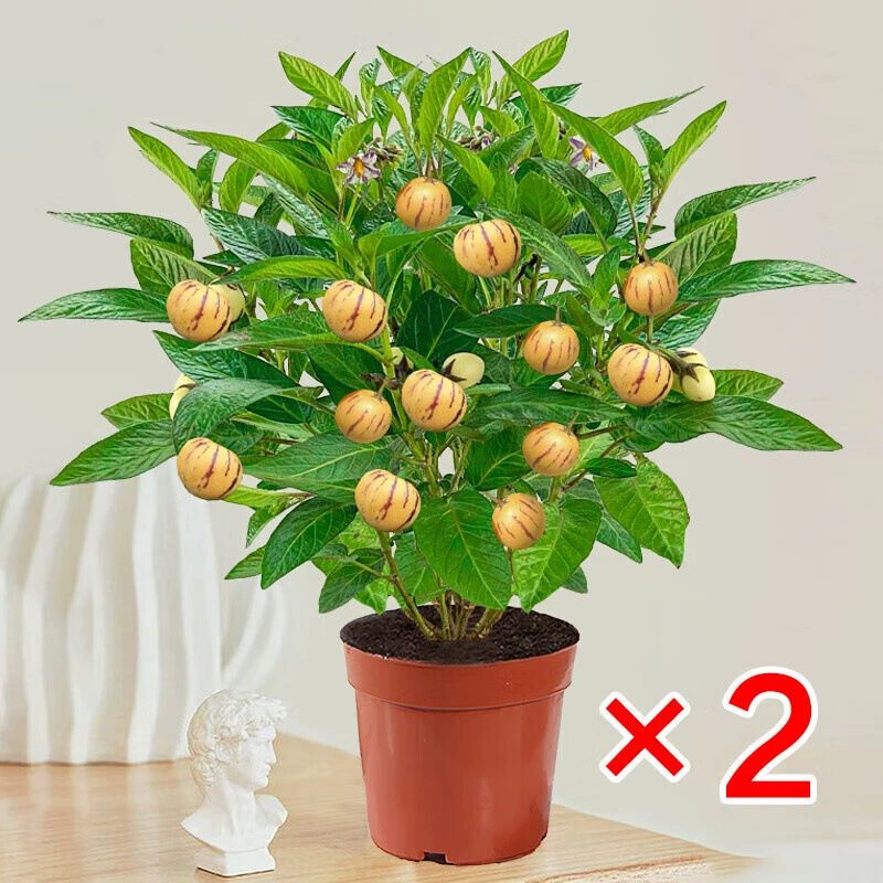 Четырехсезонные саженцы плодовых деревьев женьшеня, саженцы плодов женьшеня в горшках, саженцы плодов с молочным ароматом, долговечные саженцы, большие саженцы, легко выращиваемые на балконе бонсай