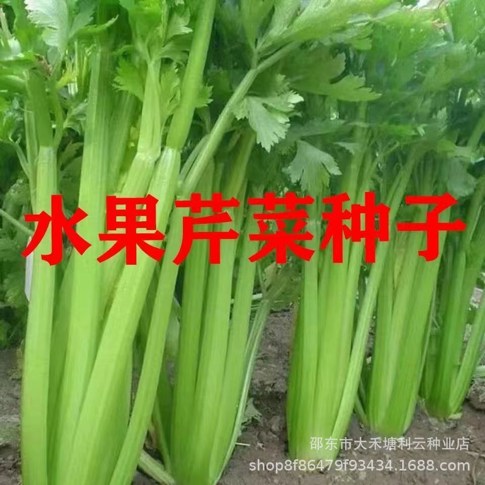 【水果芹菜种子】甜脆肉厚芹菜种子高产四季播种阳台新鲜耐寒