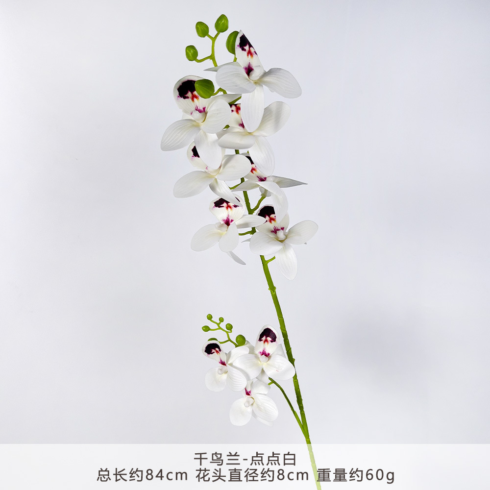 YM2 - นกสวรรค์ - ลายจุดสีขาว