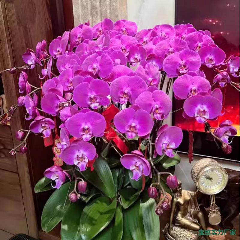 带花剑带花苞花卉秋冬客厅兰花大苗室内植物四季好养活