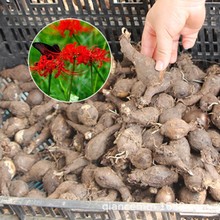 论斤重量批发彼岸花种球种子国产彼岸花种球庭院耐寒植物球根爆款