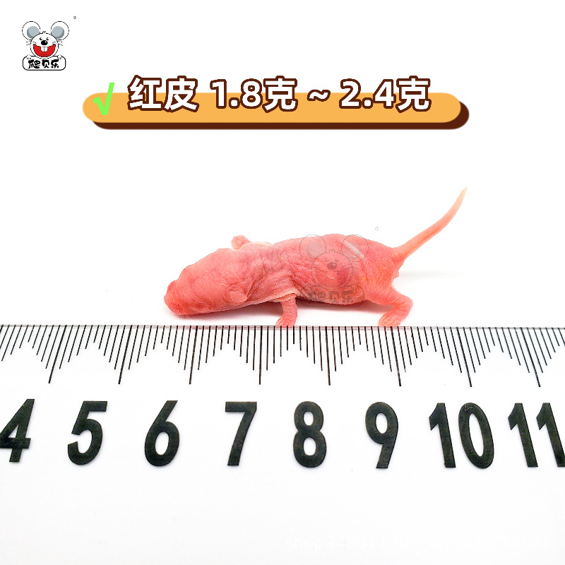 살아있는 [빨간 피부 1.8-2.4g] 멸균 쥐 소스