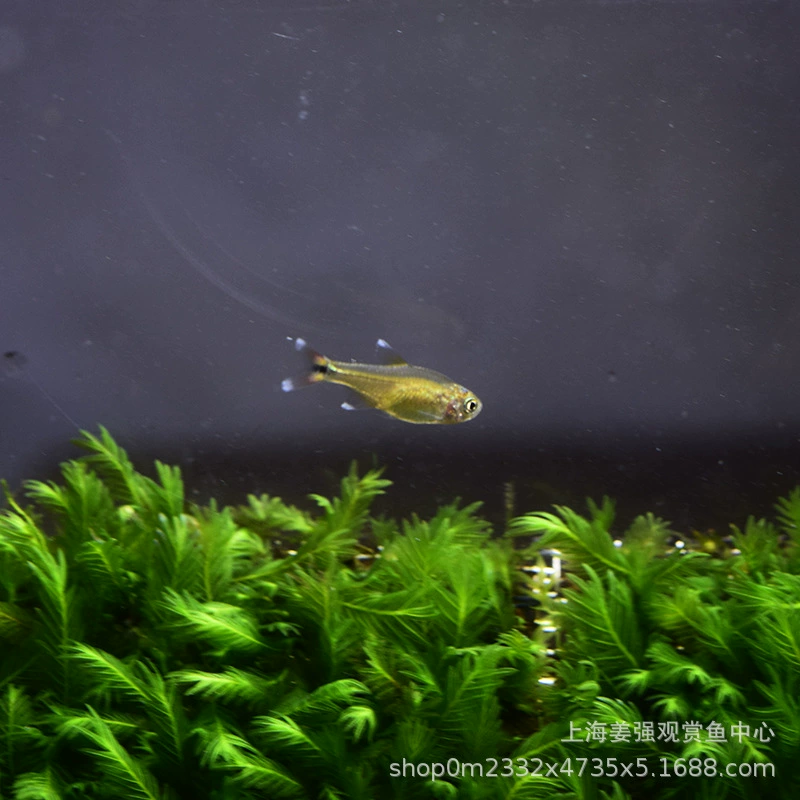 Мини лампа рыба маленький тропический пресноводный групповой Тур Трава Аквариум Декоративные рыбы серебряный наконечник светофор лотос лампа гостиная оптом