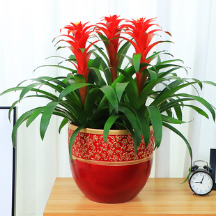 Good Luck Indoor Potted Plants Office Red Heart Flowers Desktop Green Plants Good Pineapple Balcony Living Room