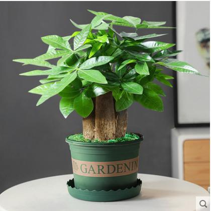 Three-pole money tree [gallon pot]