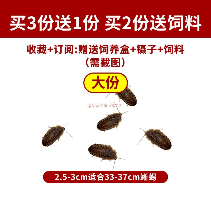 [杜比亚蟑螂昆虫爬宠活饵饲料新成体繁殖组半斤中国]