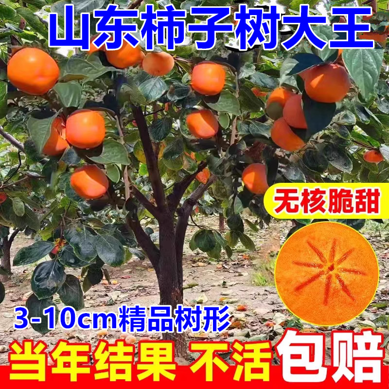 Grafted Crispy Sweet Persimmon Tree Courtyard Fruit Tree Seedlings Potted Ground Planting North and South Planting Taiqiu Sweet Persimmon Persimmon Seedlings Grafted Crispy Sweet Persimmon Tree Courtyard Fruit Tree Seedlings Potted Ground Planting North and South Planting Taiqiu Sweet Persimmon Persimmon Seedlings