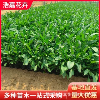 多芽金鸡菊花苗 宿根花卉花坛用租摆植物多年生营养杯苗 金鸡菊