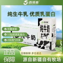 新疆纯牛奶206g*20盒整箱生牛乳成人学生新鲜营养早餐为溢