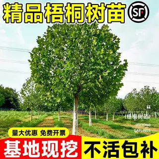 梧桐树树苗青桐法桐南北方种植四季常青庭院景观树悬铃木绿化苗木
