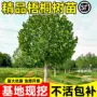 绿化种植庭院景观树苗木