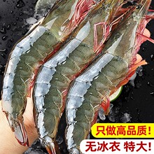 大虾鲜活特大号基围虾青岛海鲜生鲜冻虾白虾水产速冻冷冻新鲜