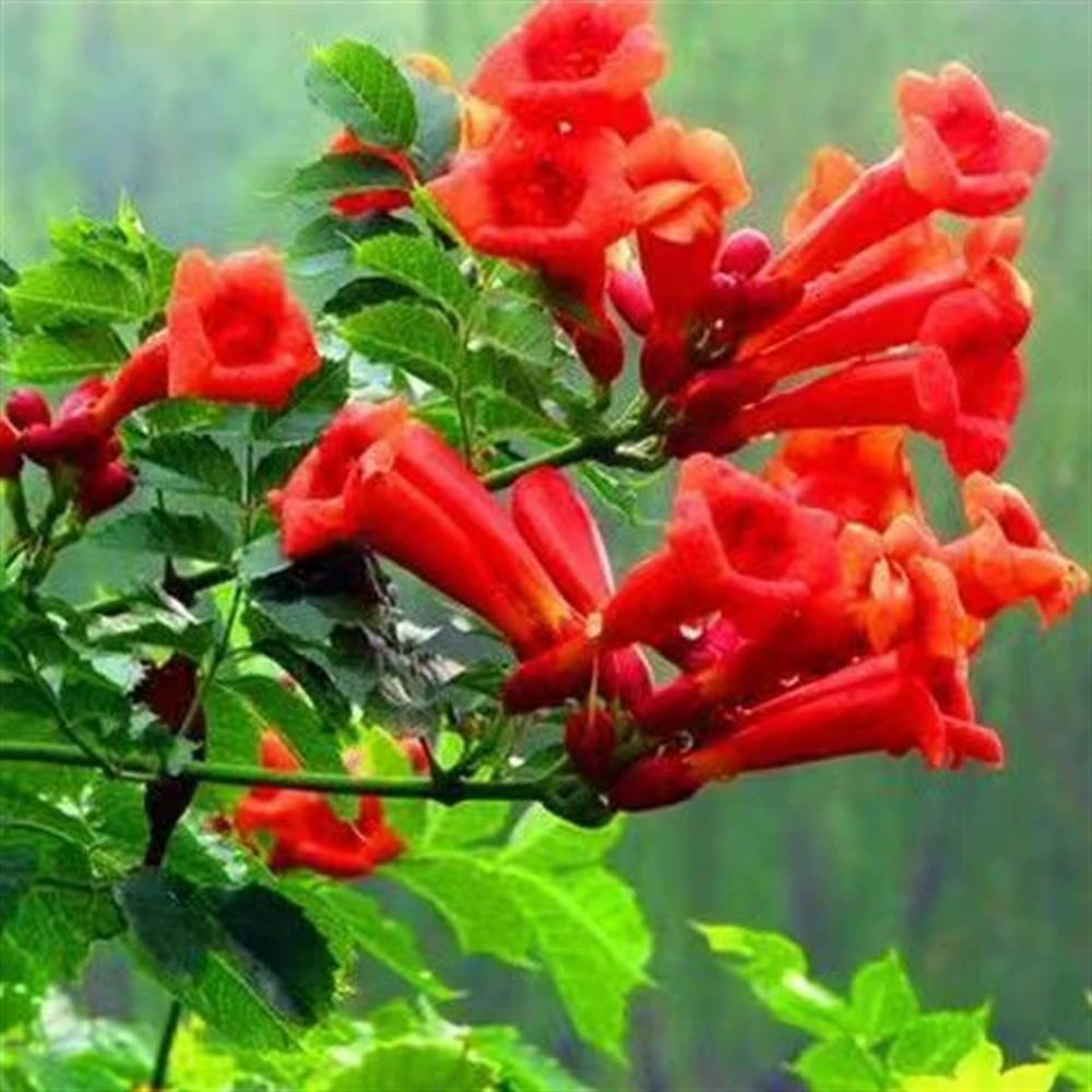 Американская труба Лиана растение труба Лиана саженец старая куча горшок большой саженец вьющаяся лоза морозостойкая Четыре сезона цветение