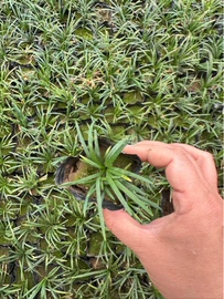 宿根花卉;灌木;一二年生花卉