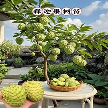 ��ȹ���䎧��̨���P��޽ӹ��������ɏͥԺ�Ϸ��Nֲ���Ե�����