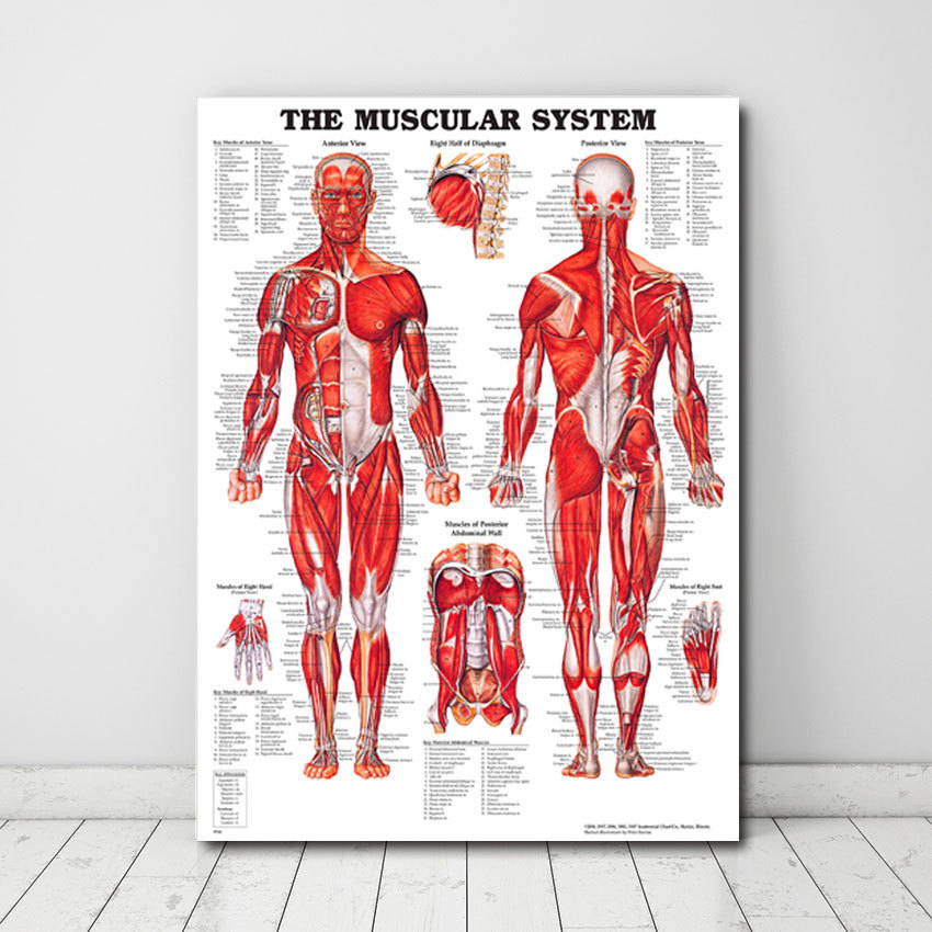 Human Anatomy Muscle System Art Poster Canvas Painting Home Wall Art High-Definition Spray Painting Core Three-Dimensional Minimalist