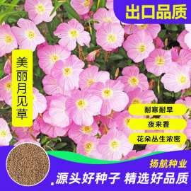 月见草种子四季夜来香多年生花庭院室外阳台盆栽花籽芳香庭院