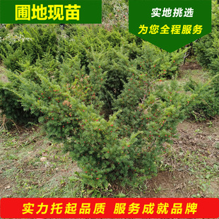 �|���t��ɼ ���l�����ͺ��t��ɼС�羰�^���͘� �e��ͥԺ�G������