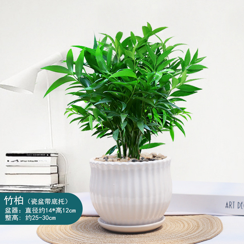 엄선된 대형 모기퇴치대나무 10그루(연화도자기분지) + 영양액