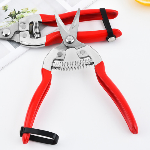 Manufacturer Stainless steel fruit picking scissors, flower garden scissors, fruit tree pruning scissors, grafting branch pruning scissors