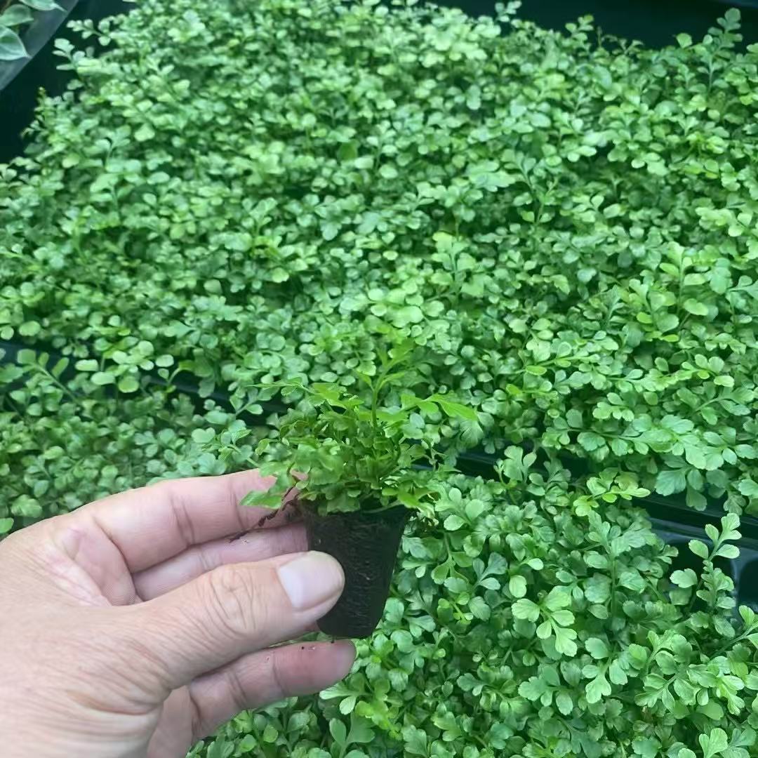 1f1f1914f3a74dd74ce43e189a5026