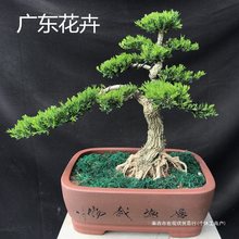 小叶老桩室内黄杨盆景绿植植物花卉阳台盆栽庭院造型树苗四季常青