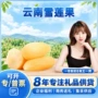 云南代发新鲜菊薯雪莲果
