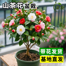 ɽ�軨������ɫ�൤���Ի��ܾGֲ��õ�廨���B�ļ��N�_���̨�ͺ�