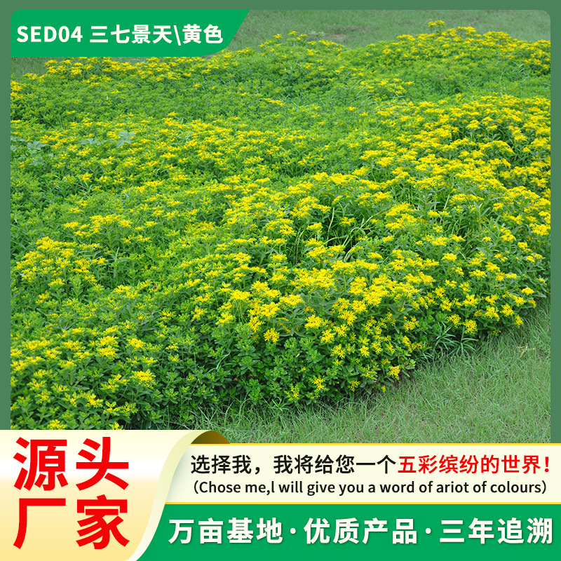 三七景天种子多肉盆吊栽佛甲草花镜坛地被花种籽子庭院花卉种子
