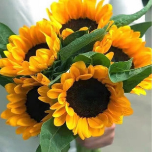 Sunflower Flowers Direct from Yunnan Base, Multi-Headed Roses, Small Daisies, Carnations, Lisianthus Real Flowers Wholesale Supplier