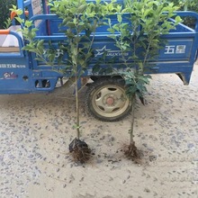 �O�����������Ϸ������Nֲ���Ա������O������簫�����䮔��Y��